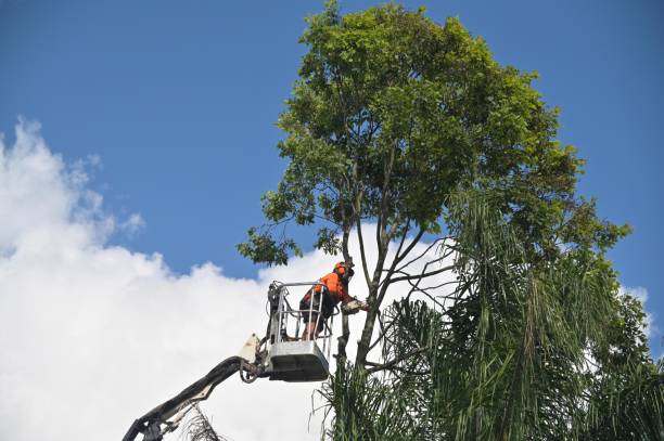 Best Tree Maintenance Programs  in USA